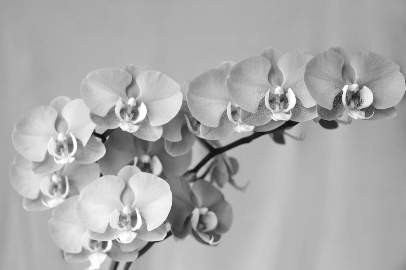 Detailed view of floral composition techniques in practice
